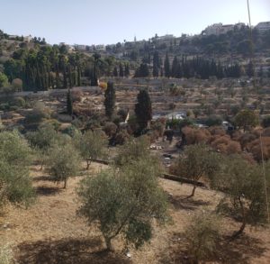 Olive trees on the Mount of Olives