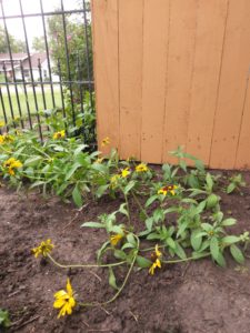 A small flower bed of Black-Eyed Susans.