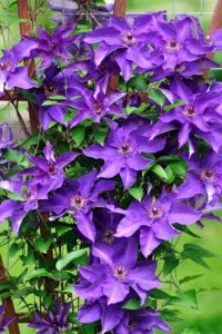 The Clematis vine blooms with large, dark purple flowers.