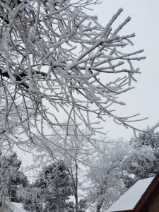 Ice clings to every tiny branch of my trees.