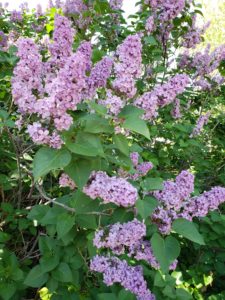 After a four day hard freeze in my area, the lilacs began again to bloom. I couldn't believe their beauty.