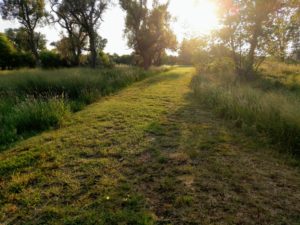 A mowed section of grass indicates the path to take into the trees ahead. The sun shines in the distance, illuminating the way ahead.