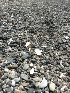 Rocks and seashells of various shades of gray and white cover this beach in Washington.