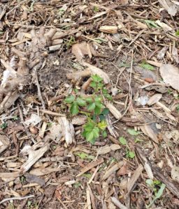 Small new growth on the base of a dead rose bush.