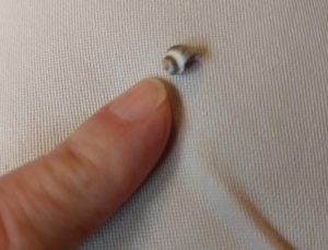 A tiny seashell, less than half the size of my fingernail.