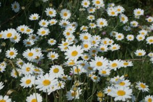 Shasta Daisy Field