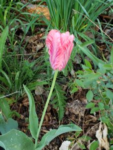 Beautiful pink, red and white tulip