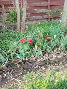 Tulips bloomed after 4 nights of 20 degree weather.