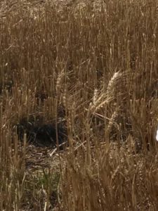 A few heads of wheat remaining in a cut wheatfield