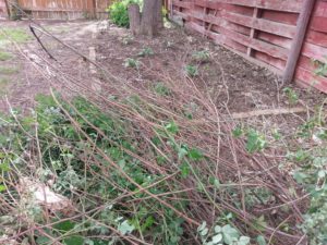 The pile of dead wood trimmed out of my roses.