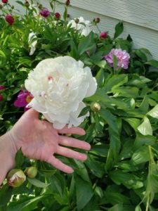 A beautiful white peony the size of my hand.