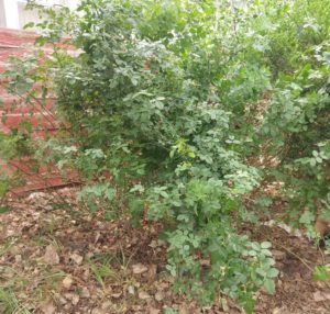 My rosebush after being trimmed. The long branches now stand up on their own, and the dead wood is all gone.